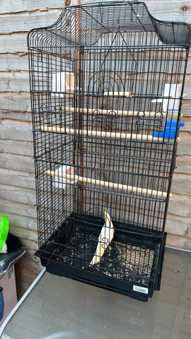 Cockatiel – cocktail bird with cage