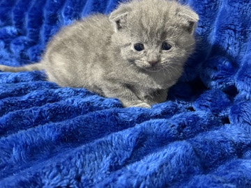 British Shorthair – Adorable Grey British Shorthair Kitten – 4 Weeks Old – Oldham
