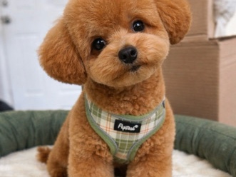 Poodle – Puppy looking for furever home – Jersey City