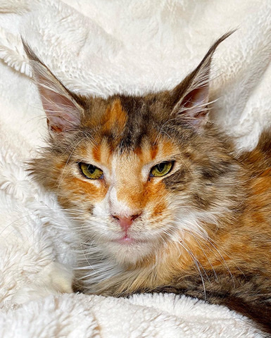 Maine Coon – Matroskin-ophelia