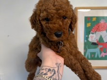 medium golden doodle 