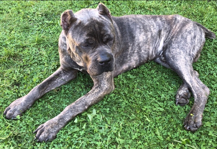 Cane Corso – Cane corso Stud Rehome