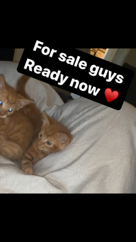British Shorthair – Ginger kittys