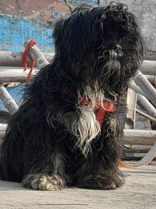 Lhasa Apso – lhsa apso male puppy for sell