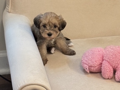 Yorkshire Terrier – Biscuit (YorkiePoo) needs a home