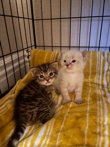 Bombay – Two Beautiful Kitties For Sell!