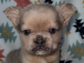 French Bulldog – French bulldog fluffy – Olivehurst