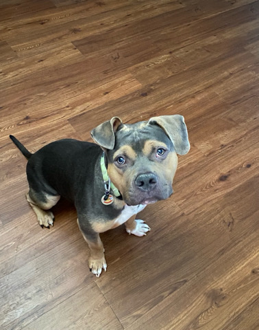 American Bulldog – Tricolor American Bully
