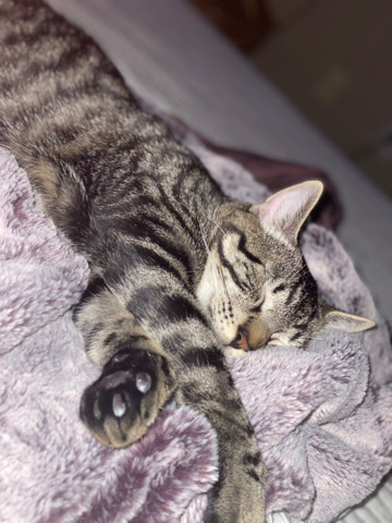 American Shorthair – Floki/Male Cat