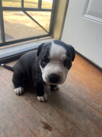 American Staffordshire Terrier – Puppies