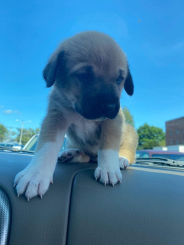 Pyrenean Shepherd – Pyrenean shepherd for sale puppy