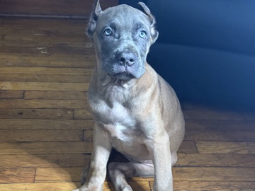 Cane Corso – Cane corso puppy – Cleveland