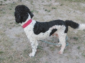 Poodle – bandit – Dade City