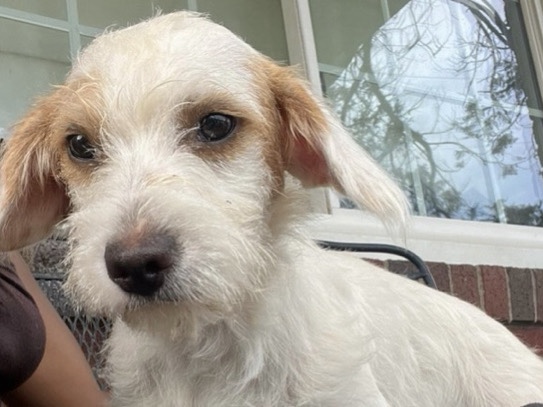 French Bulldog – Meg - Frenchie/Poodle hybrid – Capitol Heights