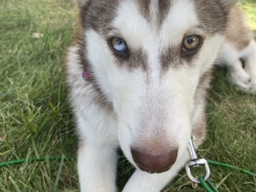 Siberian Husky – dog – Bettendorf