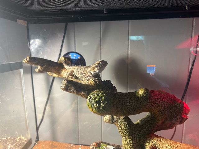 Bearded Dragon – sellin my 6 month old bearded dragon – Danville