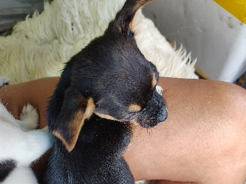 Chihuahua – Chihuahua – Mililani
