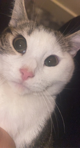 kitten