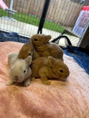 Lionhead – 4 baby double Lionhead bunnies