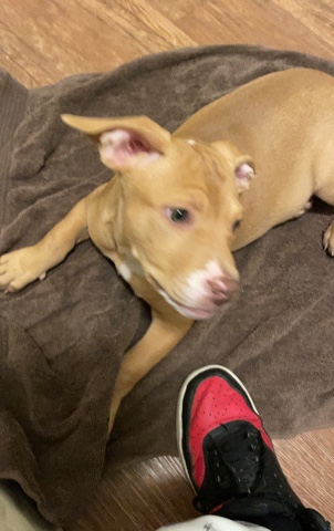 American Bulldog – amirican bully