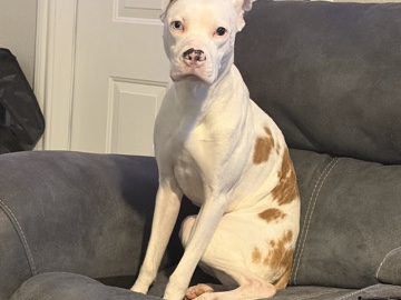 Boxer – In need of a new home – Schertz