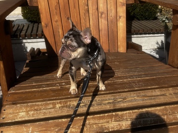 French Bulldog – Beautiful Merle Frenchie – Ardmore