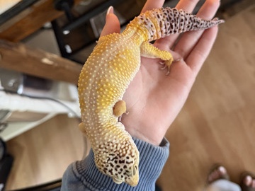 Lizard – Rehoming leopard gecko for free! – Gray
