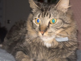 cat – Birmingham