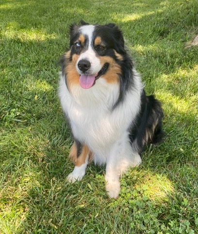 Australian Shepherd – Papi - Male Australian Shepard