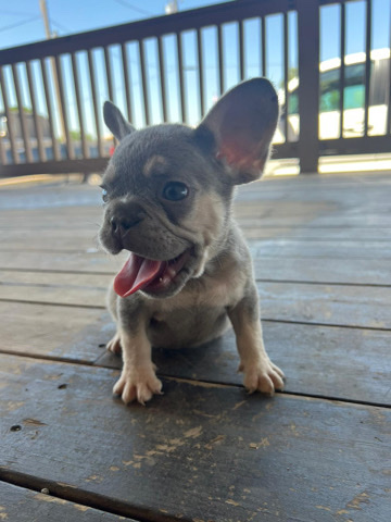 French Bulldog – french bulldog for sale!!