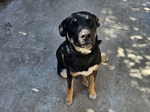 German Shepherd – Her name is cookie. – Fresno
