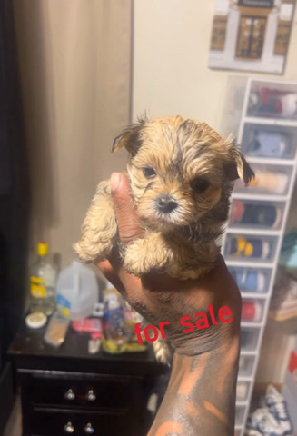 Yorkshire Terrier – Female yorkie/teddy bear