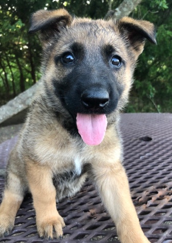 German Shepherd – German Shepard