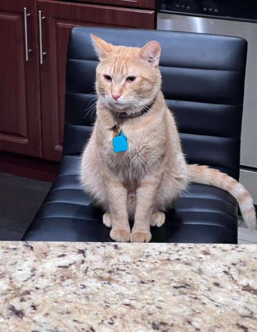 Maine Coon – Free cat