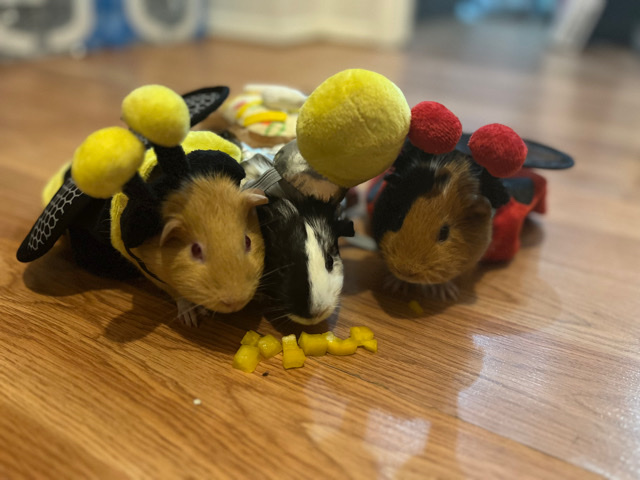 guinea pig – Guiana pigs in need of a home