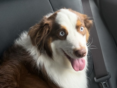 Australian Shepherd – Meet Whiskey, a sweet and loyal Aussi❤️ – Potomac