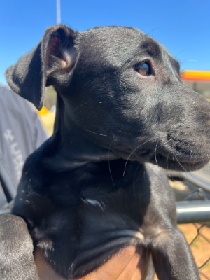 Labrador Retriever – Black Labrador Puppy – Silver Spring