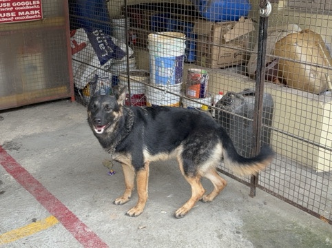 German Shepherd - Germany shepherd semi adult  available for adoption in Bengaluru
