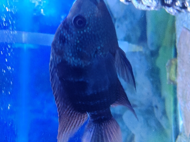 American Cichlids