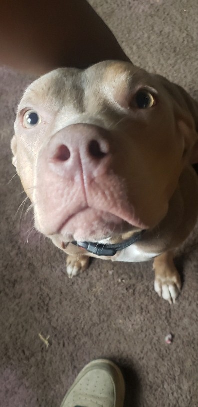 American Pit Bull Terrier – rare color pit(female)