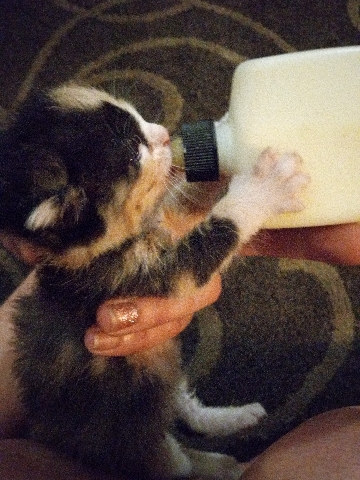 Calico kitten