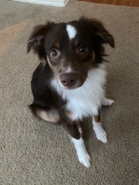 Miniature Australian Shepherd – Red Tri Mini Aussie