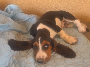 Basset Hound – basset hound – Albuquerque