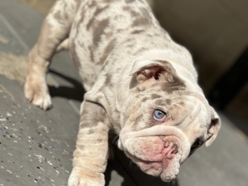 Olde English Bulldogge – Los tengo en Long Beach
