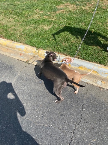 American Staffordshire Terrier – 4 1/2 month pitbull