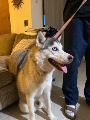 Siberian Husky – Pure Breed Husky needs a loving home!