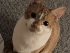 All - 2 Cats for Rehoming temporarily  available for adoption in Cambridge