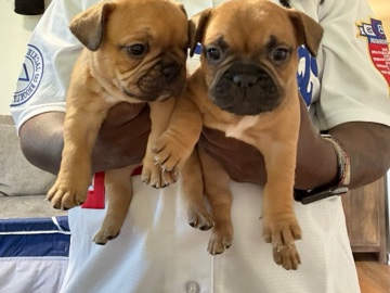 French Bulldog – French Bulldogs – Los Angeles