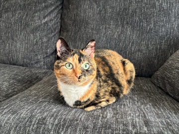 American Shorthair – Find Mochi a loving home! – Biloxi
