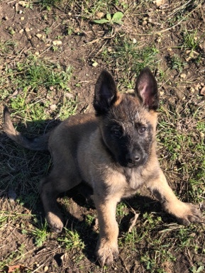 Belgian Shepherd Dog (Malinois) – Belgian Malinois Puppies For Sale